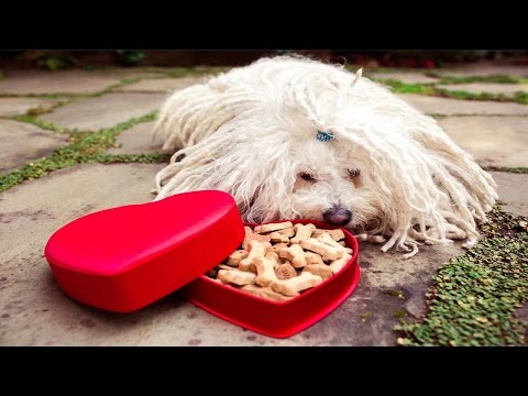 วีดีโอ: 7 วิธีในการเก็บหมาของคุณจากการไปเที่ยวผัดในฤดูหนาวนี้