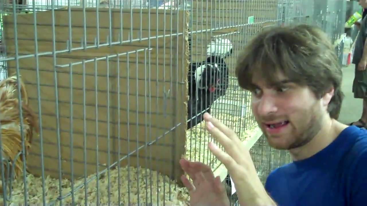 MUTANT RABBIT ATTACKS PEOPLE AT FAIR! YouTube