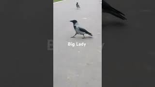 Female Crow Makes Clicking Sound Ворона Толстуха Издаёт Кликающий Звук
