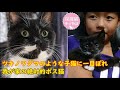 一目惚れしたツキノワグマのような子猫　優しく頼もしいボス猫に【保護猫幸せ物語】#17 Foster cat`s happy story