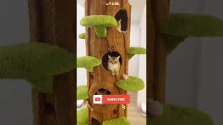 He Built a Dream Cat Tower for His Cats! 🐱🏠 #cat #pets #cutecat