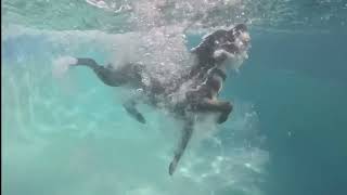 Buffy goes swimming in the pool 😘 #puppy #australia #pets