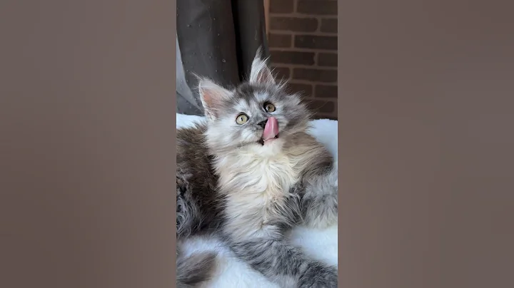 Watch the video about Beautiful Maine Coon kitten on a lazy Sunday! #mainecoon #mainecoonbreeder #catvideos