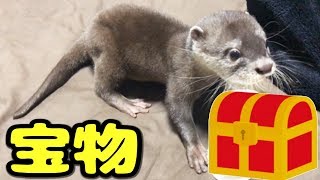 僕の宝物を紹介します！【カワウソ】【しゃもじ】