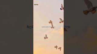 Download Lagu lirik lagu 'hanya lolongan' Nabila Taqiyyah #liriklagu #laguviral #hanyalolongan #nabilataqiyyah MP3