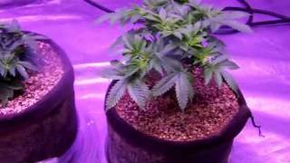Weekly Update #4 (Week 7)