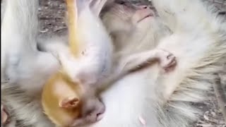 Twisted And Turned The Funniest Weaning Battle Ever For This Baby Monkey