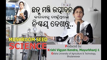 mushroom spawn production