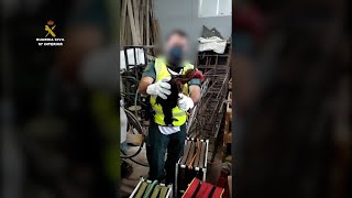 Desmantelan en una nave de Murcia un tentadero ilegal de peleas de gallos