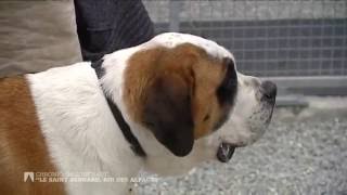 Le SaintBernard, roi des alpages