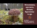 Моховики, маслята, белые, брусника и др. Дневник грибника от 13 сентября 2021 года