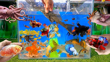 Video tổng hợp cá cảnh đẹp, lau kiếng da beo, cá lia thia, cá betta, cá phi phụng, bạch tuộc