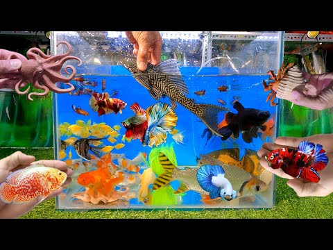 Video Video tổng hợp cá cảnh đẹp, lau kiếng da beo, cá lia... - youtube