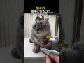 猫の爪、簡単に切るコツ...