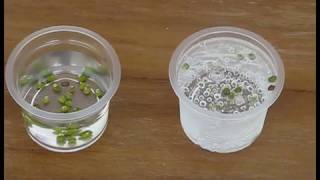 Dancing Bean Science Experiment Profile