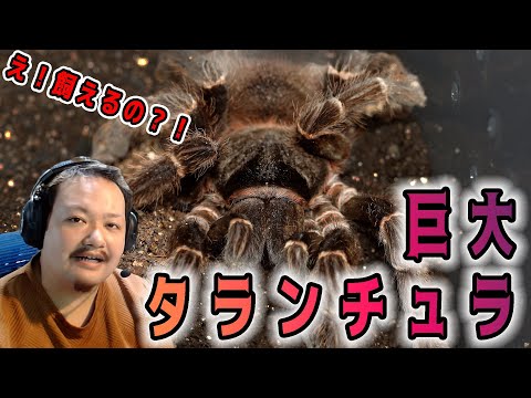 Huge] Giant tarantula was so cool [Spider introduction