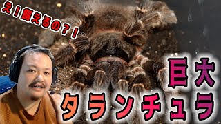 Huge] Giant tarantula was so cool [Spider introduction