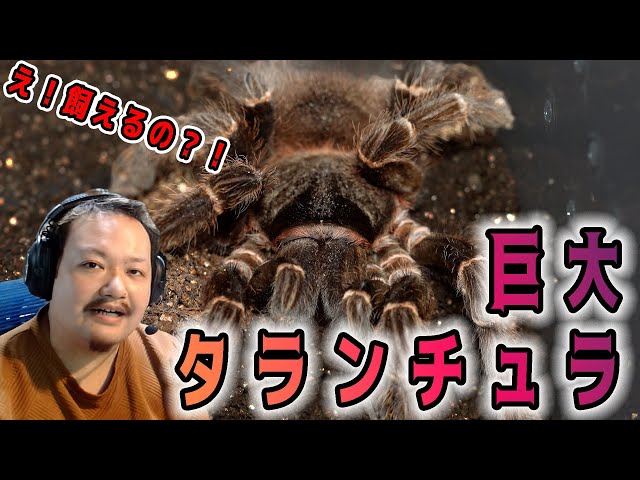 Huge] Giant tarantula was so cool [Spider introduction