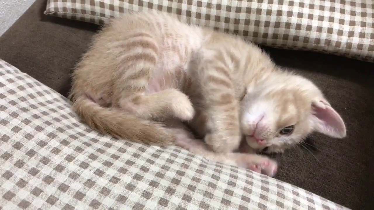 後ろ足に蹴られる子猫 Kitten to be kicked in the hind legs YouTube