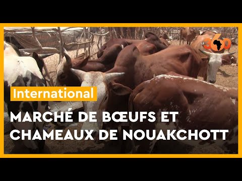 Mauritanie: un tour chez les vendeurs du gros bétail de Nouakchott