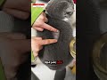 قطة تفاجئ الجميع بفراء سحري! ✨🐱 @kittyyyy8_