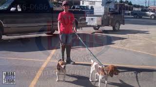 2014 UKC Performance Pack Purina Open | United Kennel Club