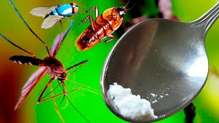 蚊子、蟑螂、苍蝇只需3秒就永远消失！最好的免费有机食谱！