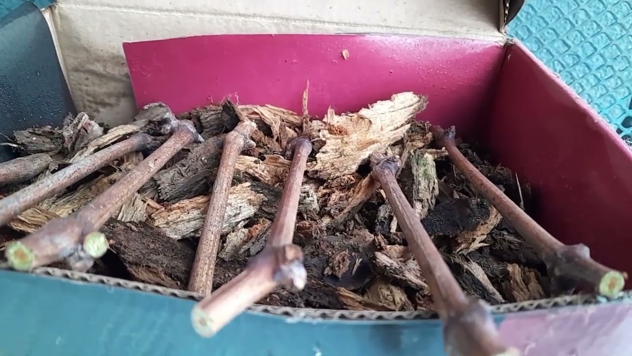 Vrlo lako proizvedite sadnice vinove loze u kori i truloj borovini