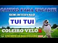 COLEIRO VELOX - TUI TUI FIBRA - SEM INTERVALO PARA ENCARTE