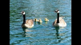 Canadian Goose Honking Sound - 1 Hr (Bird-Attracting, Ambient, White-noise, ASMR)