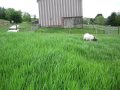 Pastured Grazing Goats MVI_7725.AVI