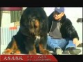 大东北獒苑