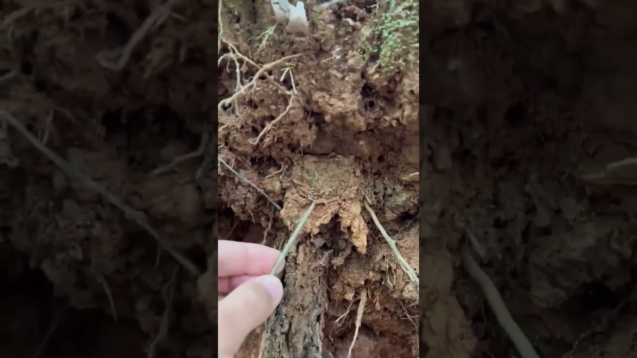 🔥Ctenizidae spider that construct burrows with a cork-like trapdoor made of soil, vegetation & silk.