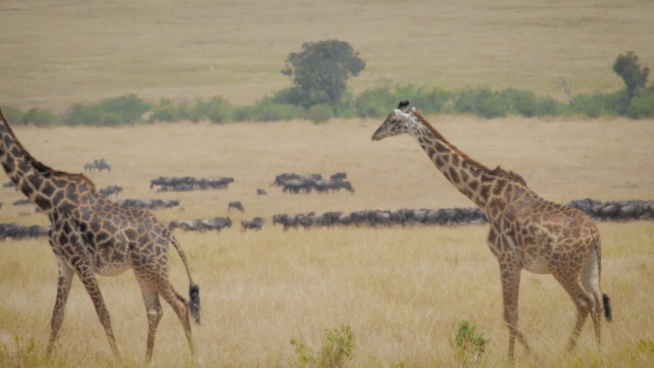 Masái Mara camera iphone 8 plus apk