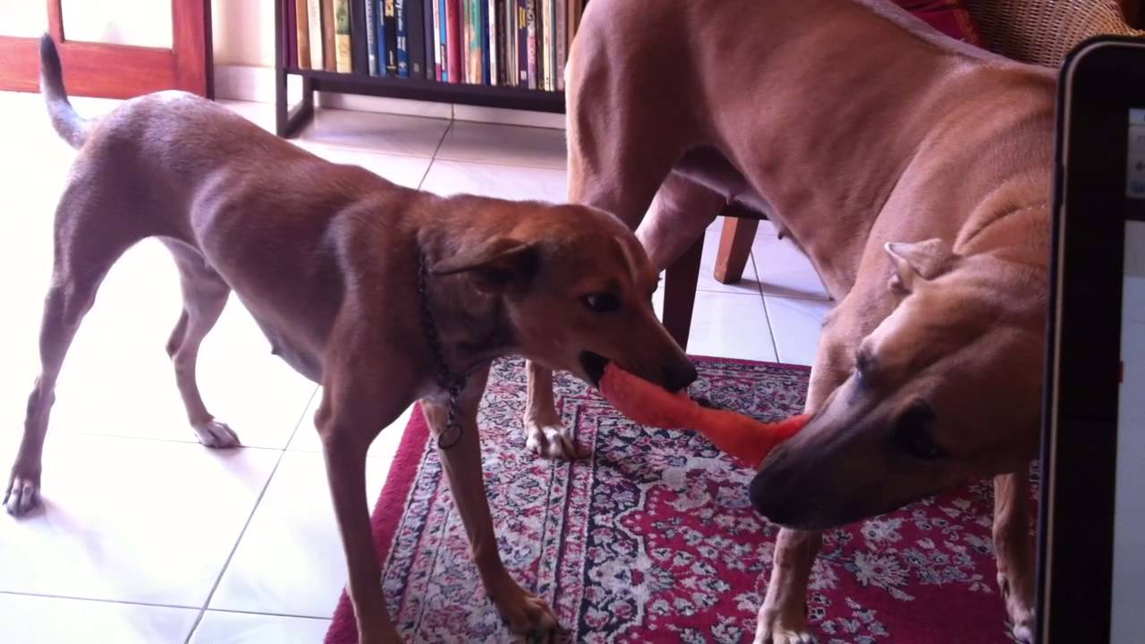 Dog tug of war Ridgeback vs Sri Lankan cross(es) YouTube
