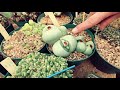 Lithops leaf change