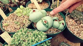 : Lithops Leaf Change