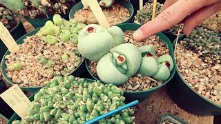 Lithops Leaf Change