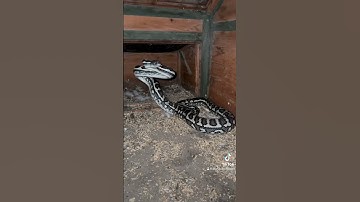 Coastal Carpet Python in defence mode. #snake #australia #python #snakevideo #snakerescue