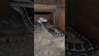 Famous Coastal Carpet Python in defence mode. #snake #australia #python #snakevideo #snakerescue Net Worth