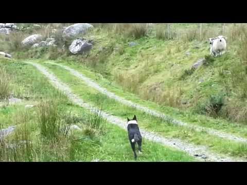 sheepdog-rounds-up-sheep