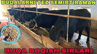 : ANGUS SEMENTAL BUQA BOQISH SIRLARI TEZ SEMIRTIRISH SIRLARI