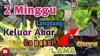 Download Lagu Cara Stek Tanaman Puring 2 Minggu di jamin tumbuh jika caranya seperti ini.    #Tutorial MP3