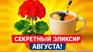 видео: САМАЯ СИЛЬНАЯ ПОДКОРМКА ДЛЯ ГЕРАНИ В АВГУСТЕ 🌿 Простое, но мощное удобрение для пеларгонии в августе картинка: САМАЯ СИЛЬНАЯ ПОДКОРМКА ДЛЯ ГЕРАНИ В АВГУСТЕ 🌿 Простое, но мощное удобрение для пеларгонии в августе