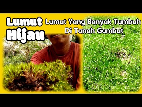 Video: Apakah Itu Lumut Gambut: Petua Menggunakan Lumut Gambut Di Taman