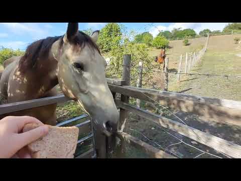 horses eating some nice bread