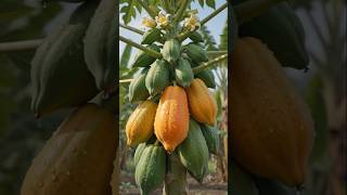 Papaya Life Cycle 🌱🍈 | From Seed to Ripe Papaya Fruit | Amazing Growth Time-Lapse #Shorts #trending