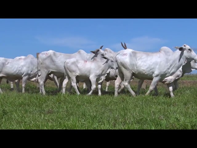 Lote 59 - 19° Leilão Fazenda Fortaleza