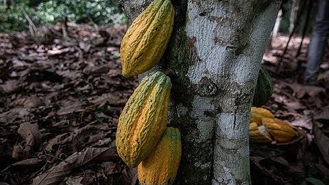In Cameroon, sustainable cocoa farming helps protect both livelihoods and wildlife