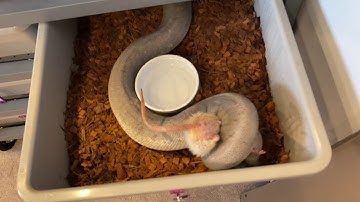 Omg!! Best live feeding video ever!!!